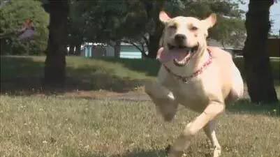 a dog with 3D printed leg