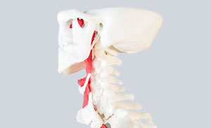 3D Printed Model of Spine and Windpipe